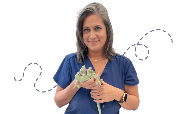 Woman in blue scrubs holding a chameleon on a plant stem.