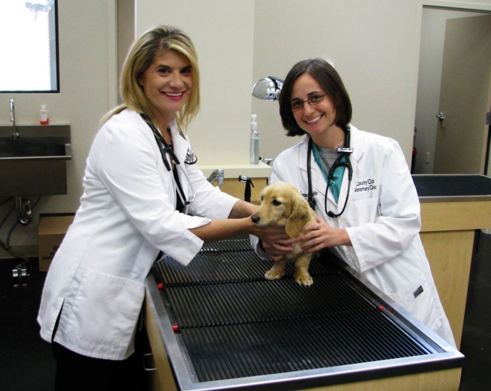 Two smiling veterinarians examining a small dog on an exam table.