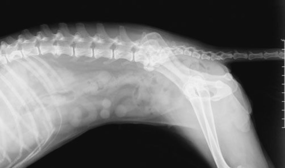X-ray image of a dog's spine and hind leg.