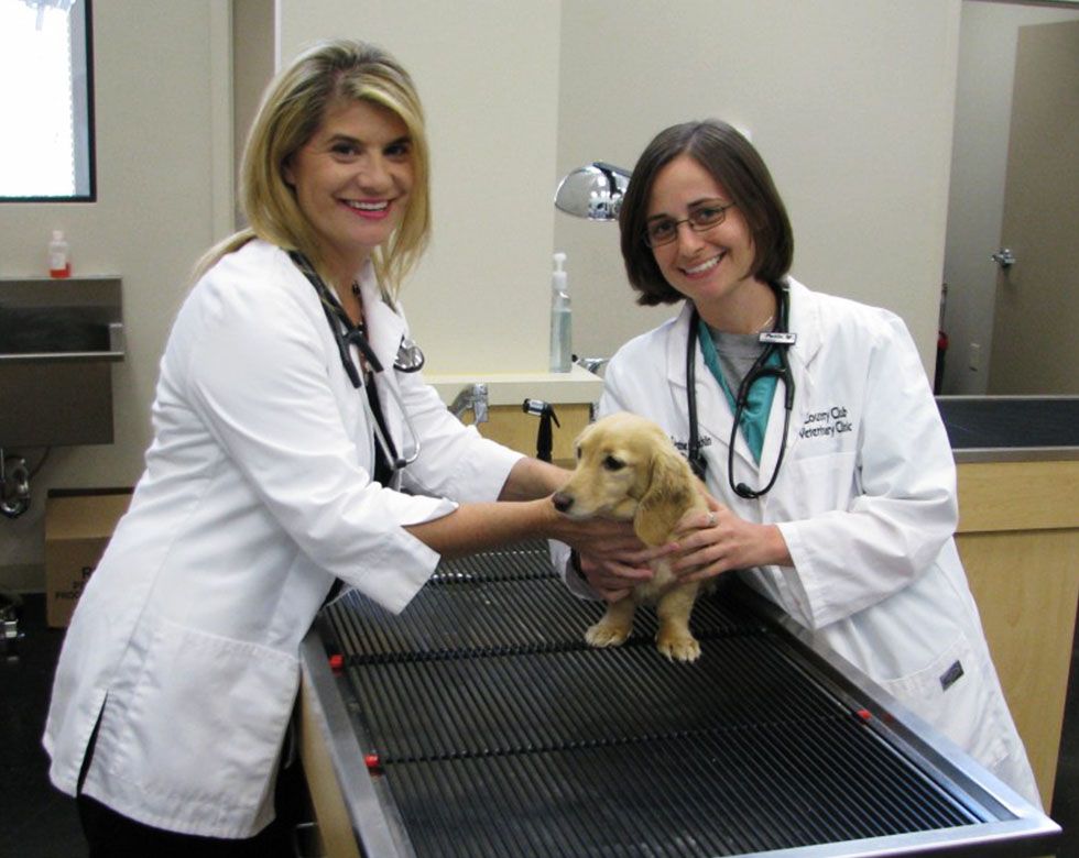 Two female veterinarians examining a puppy on a table.