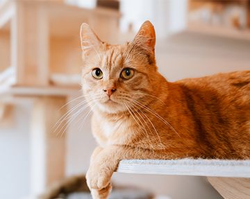 Orange tabby cat lying on a white shelf, looking alert.