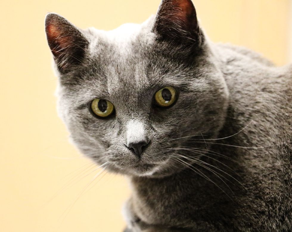 Close-up of a gray cat with intense yellow eyes.