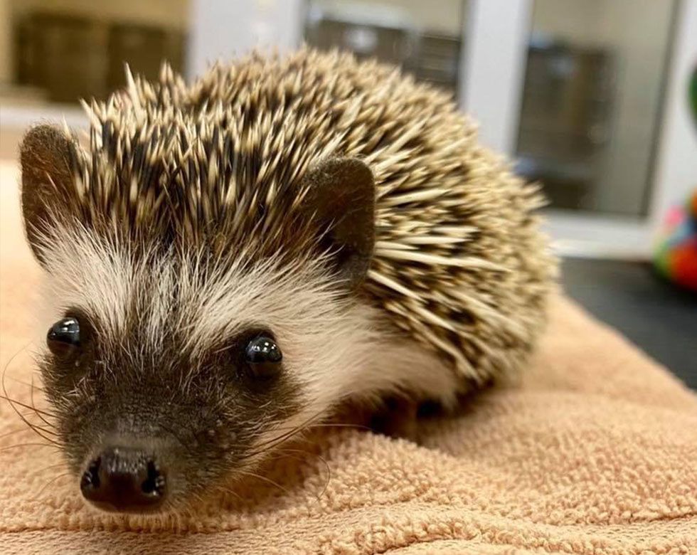Close-up of a hedgehog on a tan towel, displaying its spiky back and curious eyes.