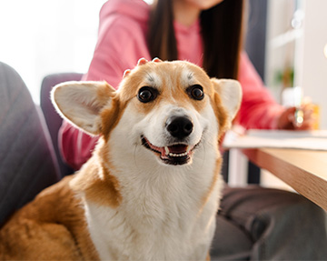 Happy Corgi with a woman sitting in the background.