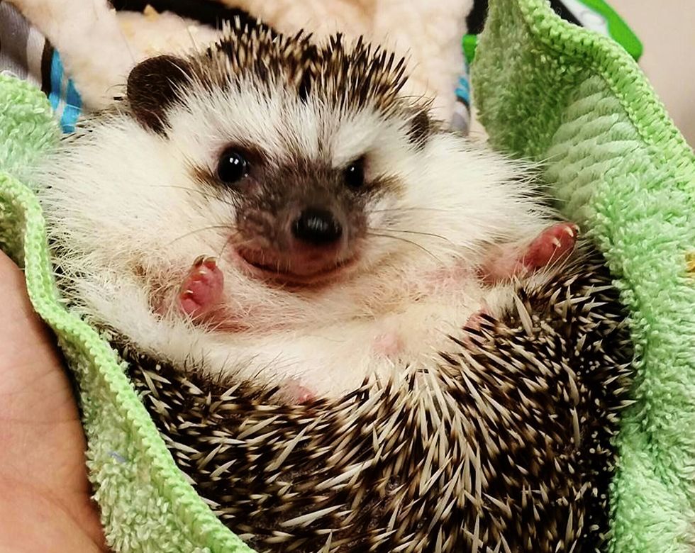A hedgehog smiling while wrapped in a green blanket.