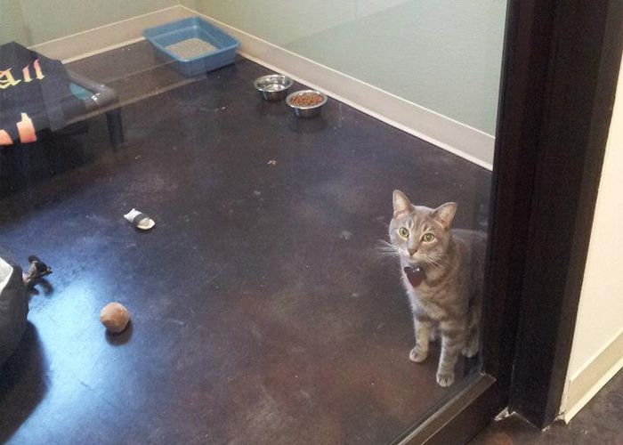 A grey tabby cat standing indoors, looking up in surprise.