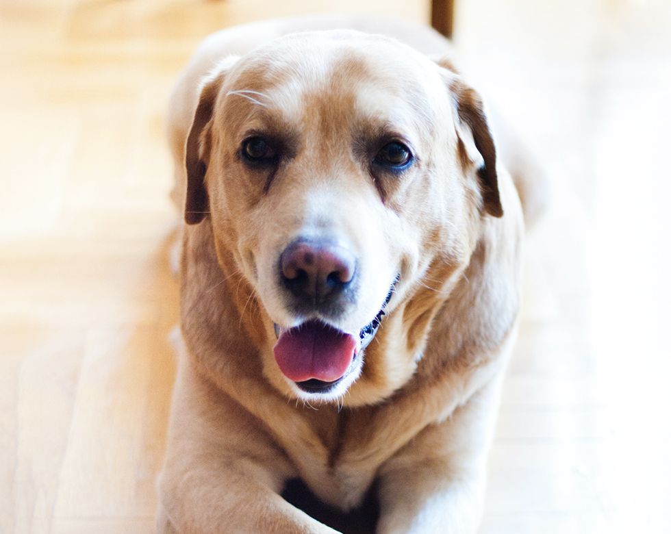Happy golden Labrador retriever sitting on a wooden floor.