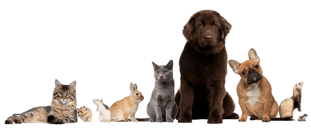 Various domestic animals lined up, including cats, dogs, a rabbit, and a ferret.