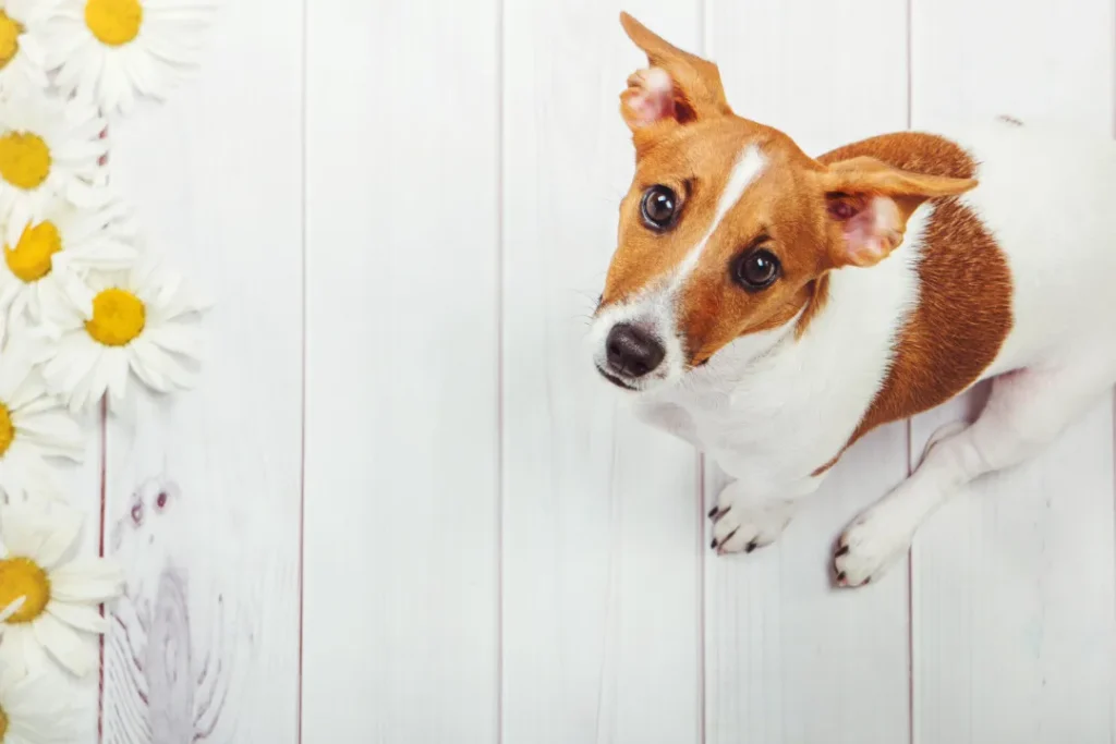 Jack Russell Terrier with white and brown coat, looking up next to daisies.