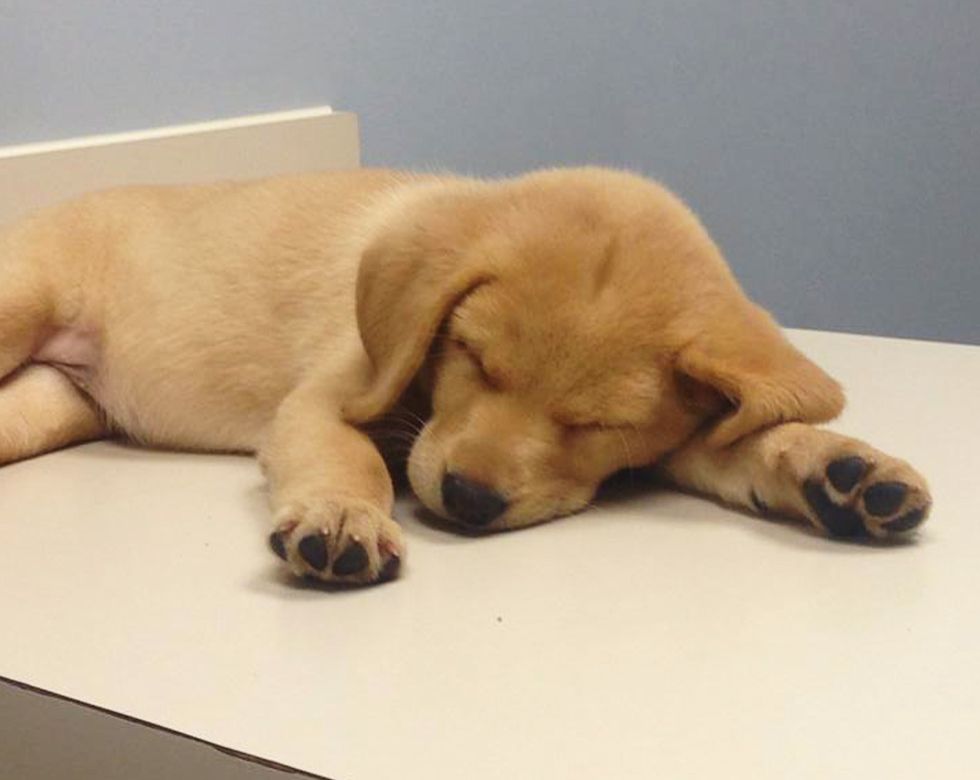 Golden Labrador puppy sleeping with its head resting on a table.