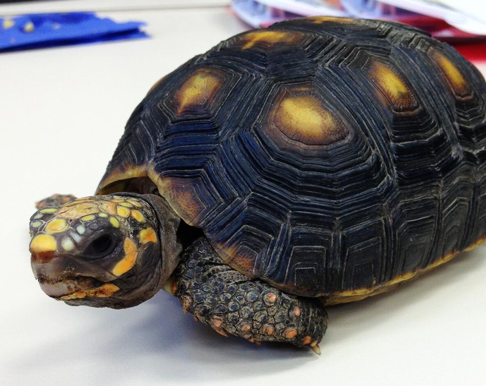 A tortoise with a dark shell featuring golden highlights, and a detailed head pattern.