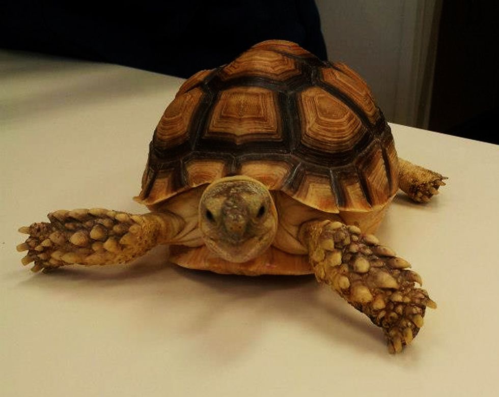A tortoise extending its head and limbs outward on a flat surface.