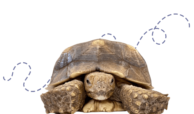 A large tortoise facing forward with a textured shell and thick, scaly legs.