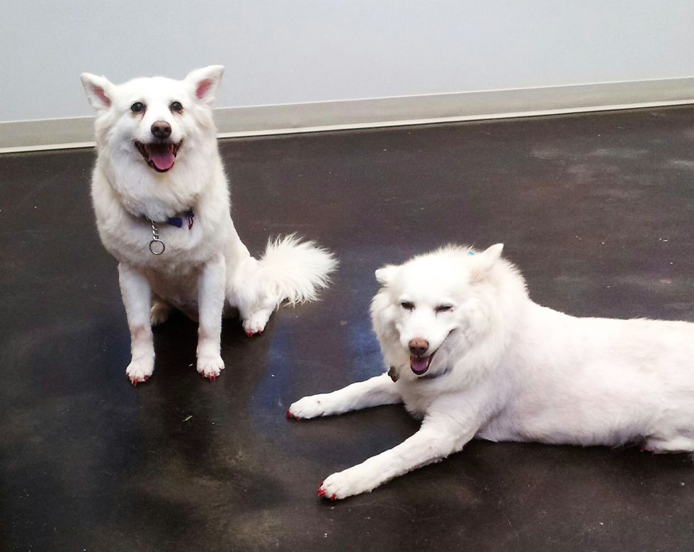 Two white dogs, one sitting upright and the other lying down, both appear happy.