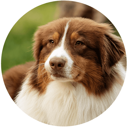Close-up portrait of a brown and white Australian Shepherd dog.