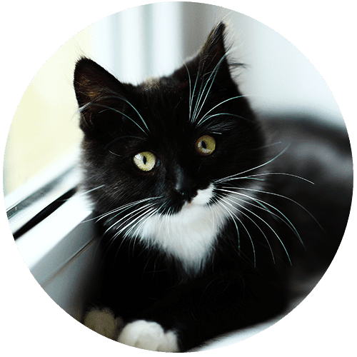 Black and white cat with striking green eyes sitting by a window.
