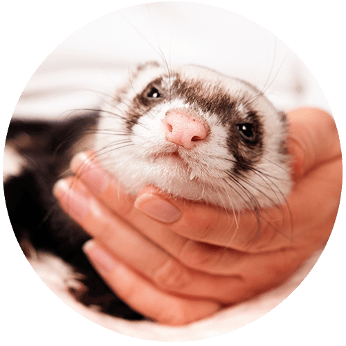 Close-up of a ferret being gently cradled in a person's hands.