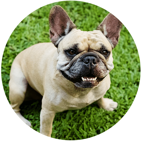 Tan French Bulldog sitting on green grass, looking up with a playful expression.