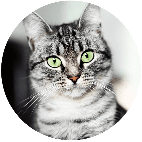 Close-up of a gray tabby cat with vivid green eyes.