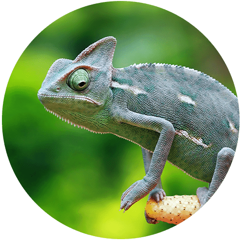 A chameleon perched on a branch, blending into a green backdrop.