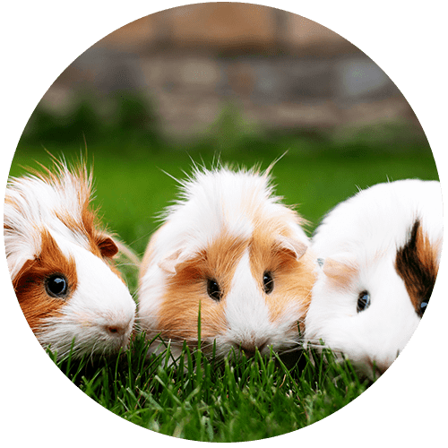 Three guinea pigs with colorful fur on grass.