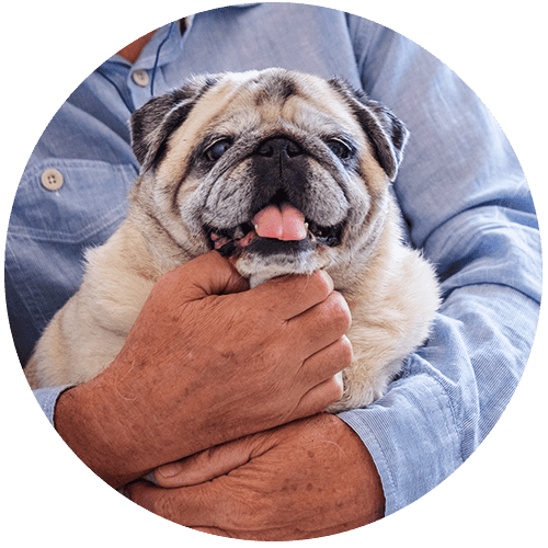A pug dog held in a man's arms, sticking out its tongue.
