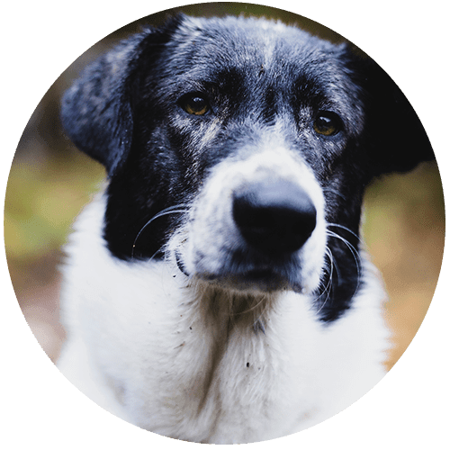 Close-up of a black and white dog with expressive eyes.