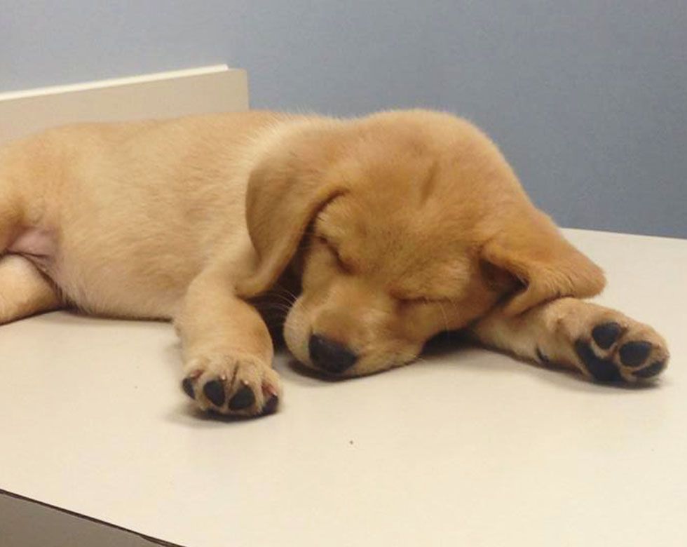 A golden puppy asleep with its head resting on its paws.
