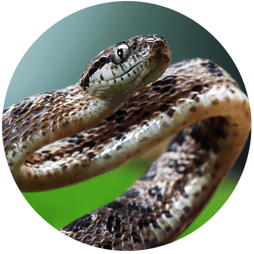 Close-up of a brown and white snake coiled and looking forward.