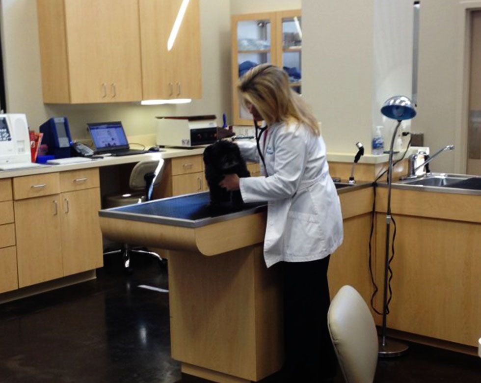 Veterinarian examining a black dog in a clinic.