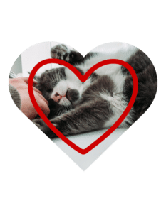 Preventive vet and boarding care for pets at Country Club Veterinary Clinic in Lake Charles, LA
