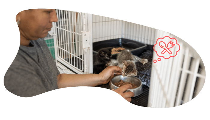 Shelter pet wellness exam at Country Club Veterinary Clinic in Lake Charles, LA