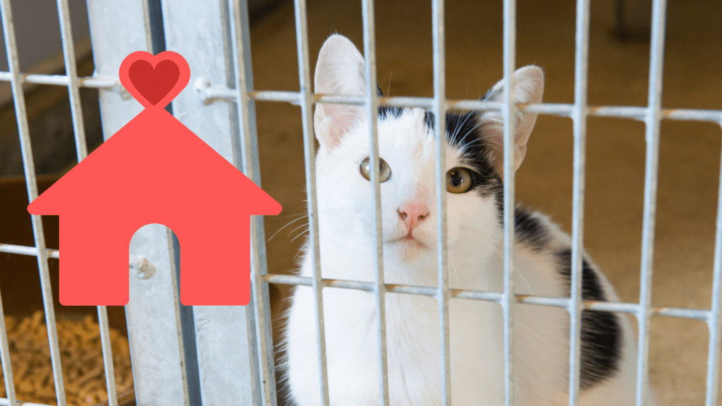 Family adopting a shelter cat with Country Club Veterinary Clinic in Lake Charles, LA
