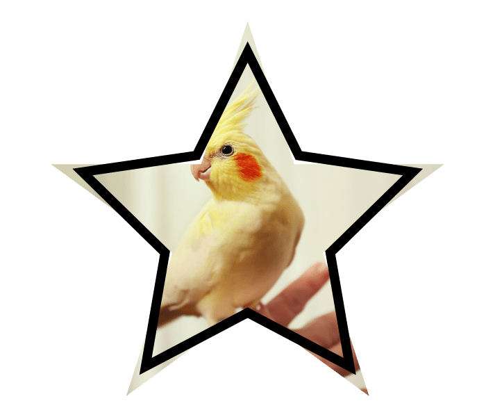 Cockatiel sitting on a human hand representing loving veterinary care at Country Club Veterinary Clinic in Lake Charles, LA