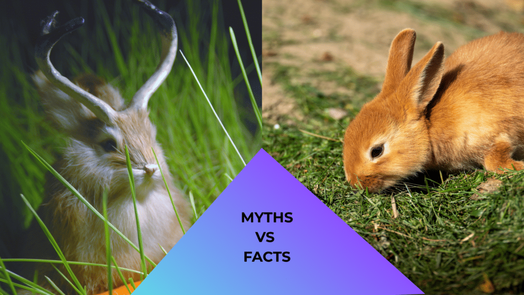 Jackalope beside a real rabbit illustrating animal myths versus facts in Lake Charles, LA
