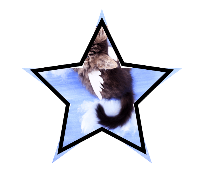 Winged cat highlighting myths that can occur about animal care in Lake Charles, LA