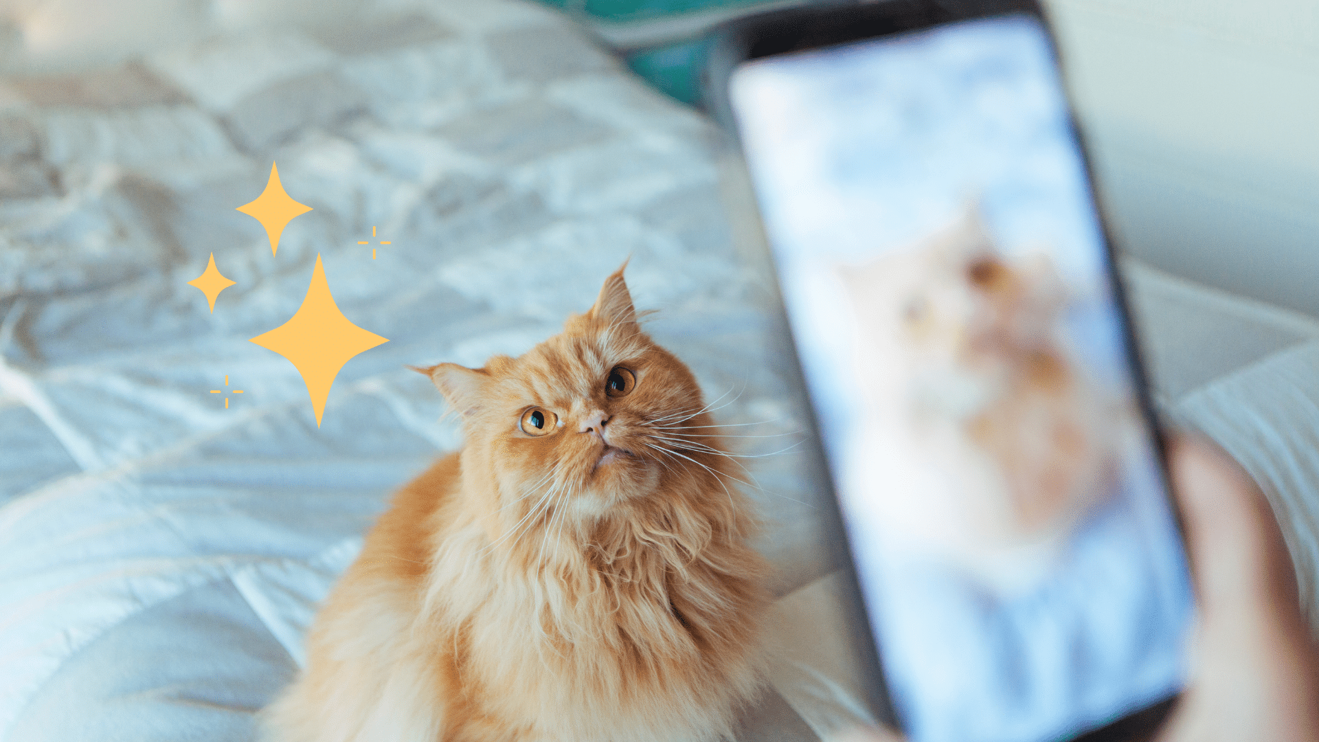 Taking pet photo with a phone camera of an orange cat in Lake Charles, LA