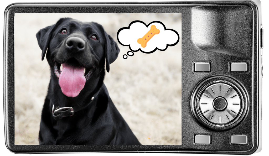 A digital camera screen showing a dog thinking about treats