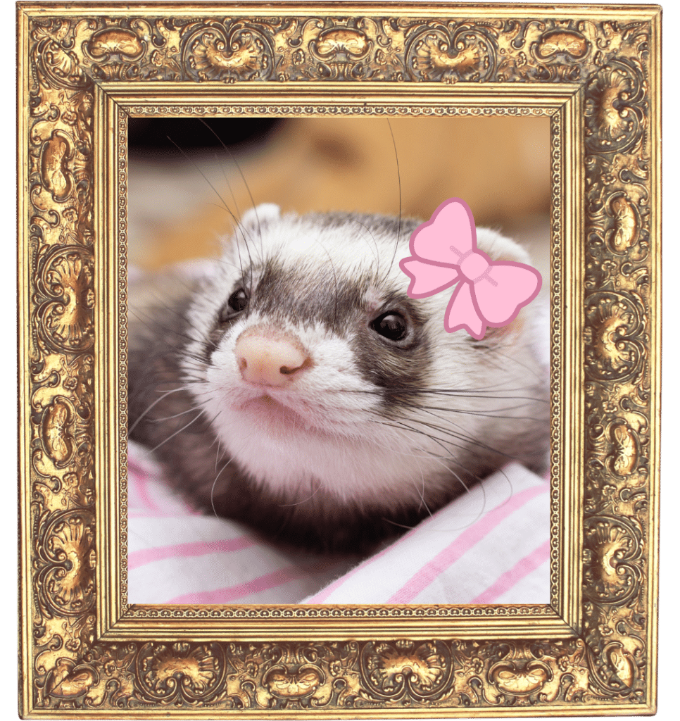 A ferret with a pink bow in a gold photo frame at Country Club Veterinary Clinic in Lake Charles, LA