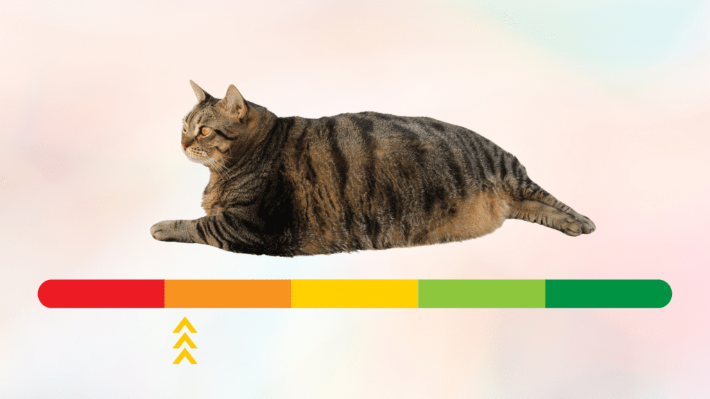 Red to green scale below an overweight cat in Lake Charles, LA