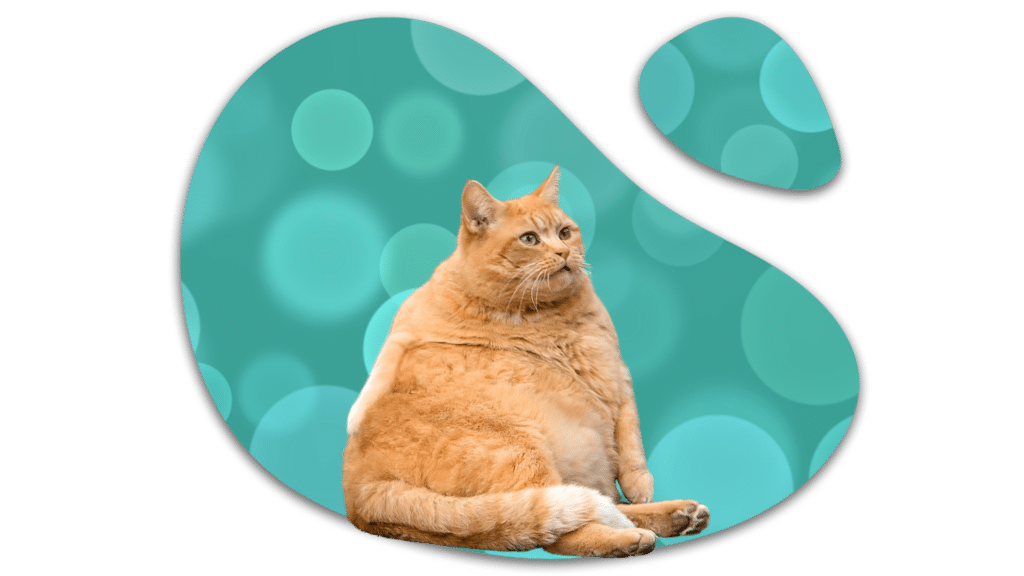Overweight orange cat representing weight concerns at Country Club Veterinary Clinic in Lake Charles, LA
