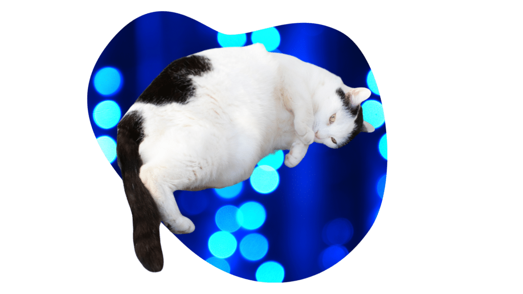 Overweight black and white cat in Lake Charles, LA